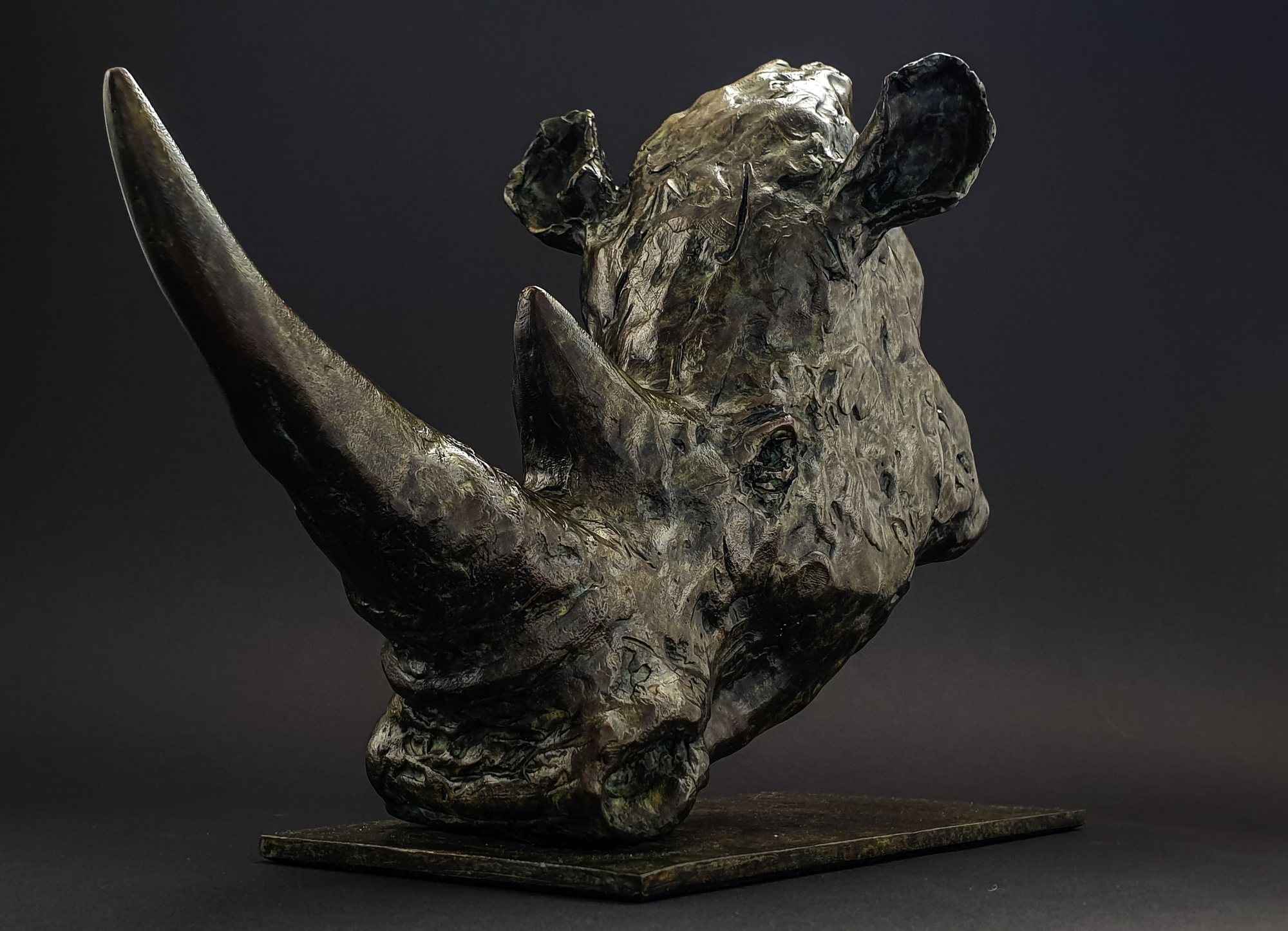 The White Rhino in studio light